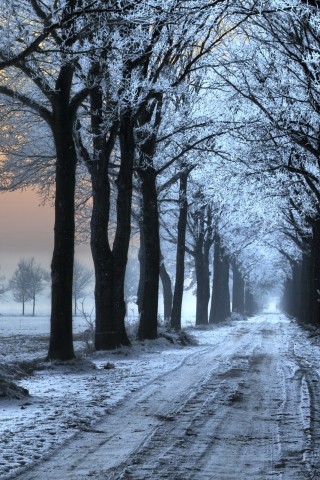 Морозное утро обои