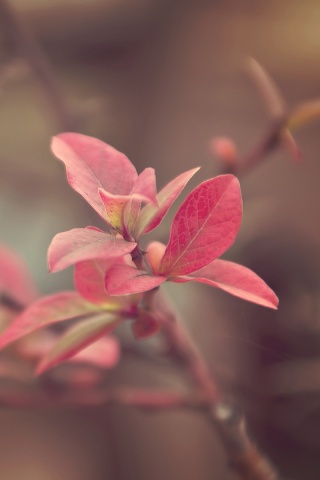 Красные листья на ветке обои