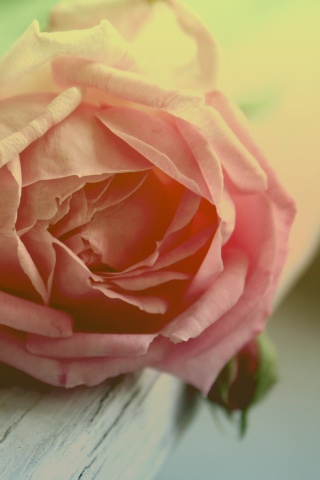 Бутон нежной розы обои