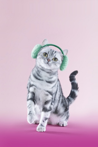 Кот в зеленых наушниках обои