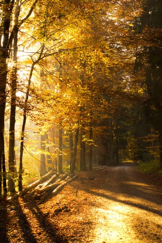 Дорога вдоль просеки в осеннем лесу обои