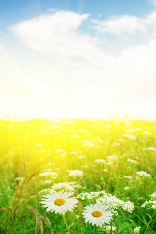 Поле ромашек обои