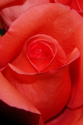 Бутон розы обои