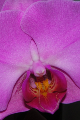 Фиолетовая орхидея обои