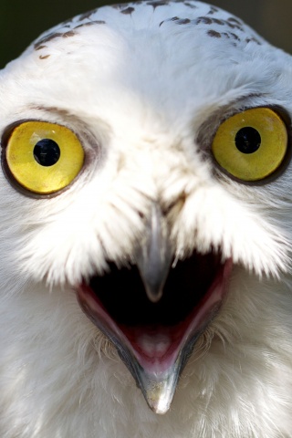 Сова в шоке! обои