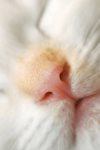 Кошачья мордочка обои