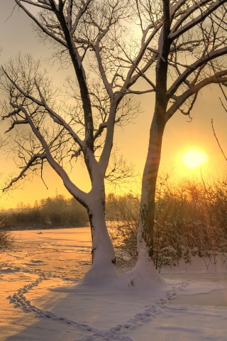 Солнечный свет в зимнем лесу обои