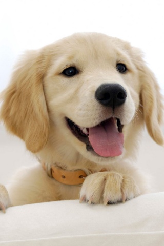 Щенок голден ретривера обои