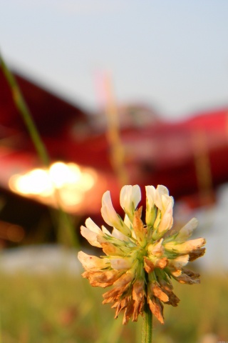 Цветок и красный самолет обои