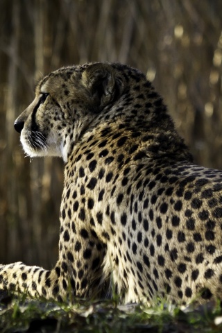 Гепард обои