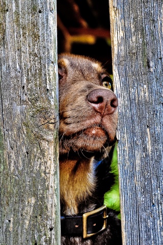 Собака выглядывает из-за забора обои