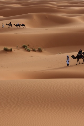 Караваны пустыни обои