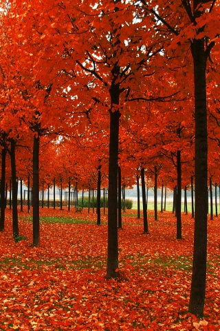 Скачать бесплатно осень обои