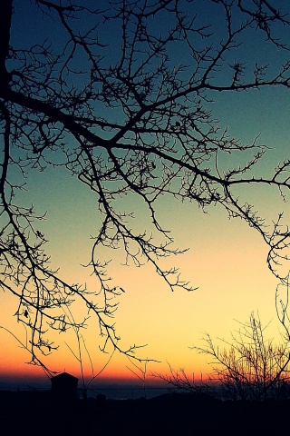 Закат сквозь ветки деревьев обои