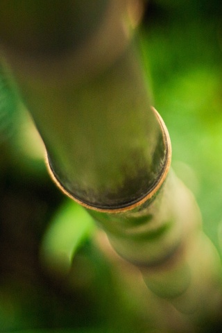 Бабмук растет обои