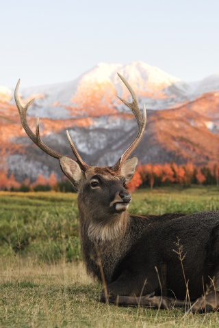 Олень отдыхает в предгорьях обои