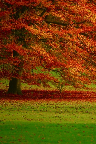 Пожелтевшее дерево с облетающей листвой обои