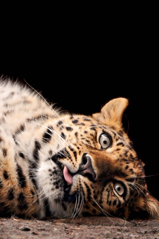 Большая пятнистая кошечка обои