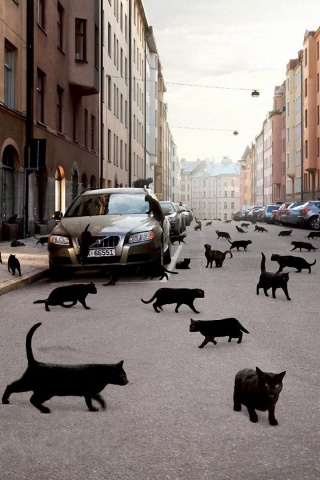 Город кошек обои