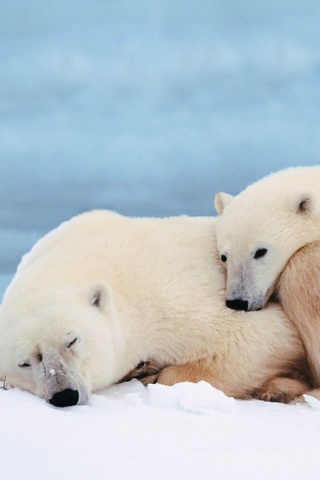 Белые мишки спят обои