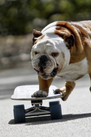 Собака на скейтборде обои