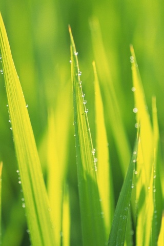 Яркая зеленая трава обои