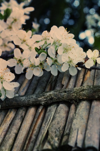 Веточка цветущей вишни обои