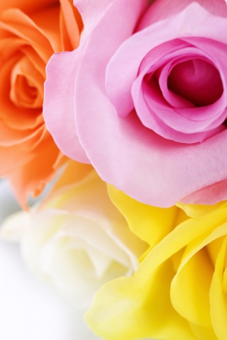 Букет разноцветных роз обои