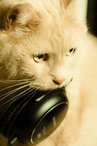 Кот-меломан обои