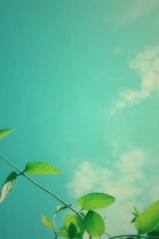 Веточки на фоне неба обои