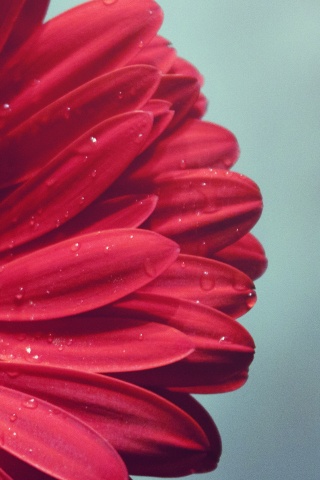 Красная гербера обои