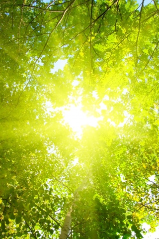 Яркий зеленоватый свет пробивающийся сквозь листву обои