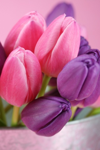 Розовые и фиолетовые тюльпаны обои