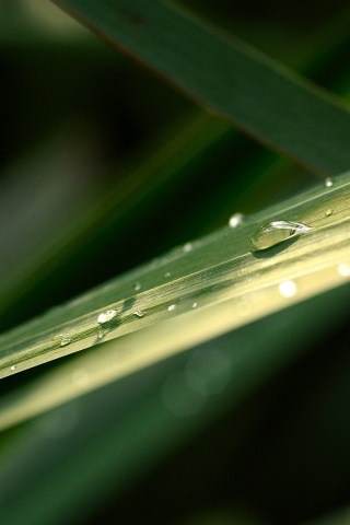 Капли росы на листе обои