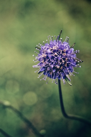Цветок в макро обои