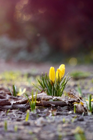 Весенняя трава и цветы обои