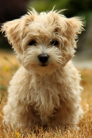 Щенок болонки обои