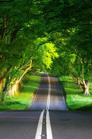 Дорога через лес обои