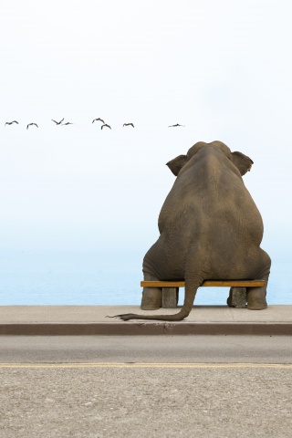 Слон на табуретке обои