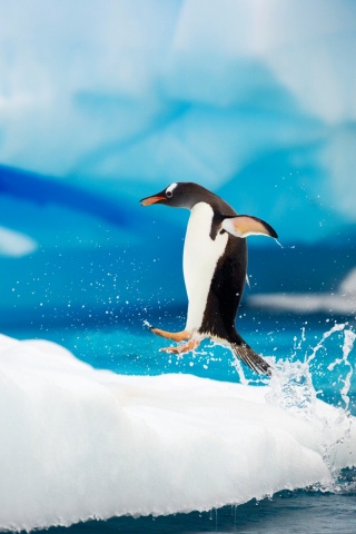 Пигвин запрыгивает на льдину обои