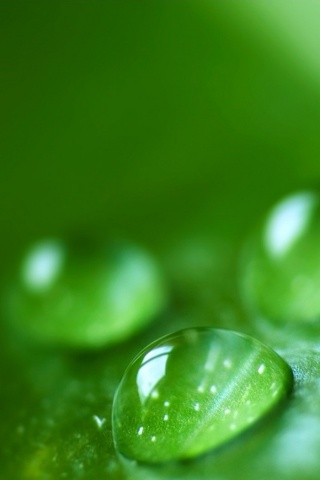 Зеленые капли росы обои
