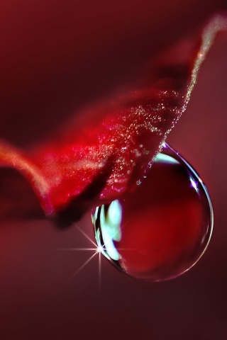 Макро капля на лепестке обои