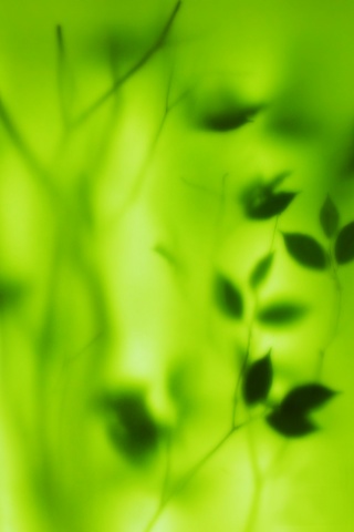 Зелень за стеклом обои