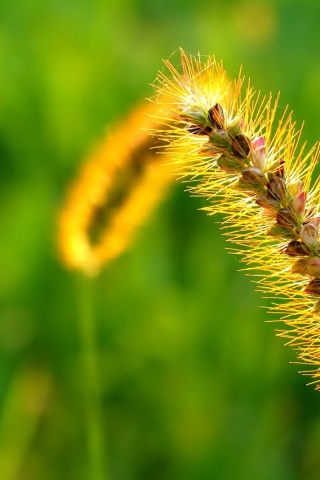 Колосок обои