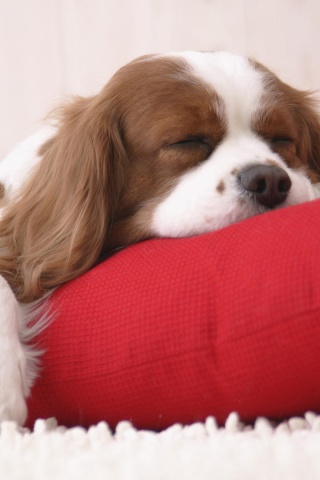 Спящий щенок на красной подушке обои