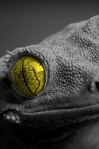 Ящерка обои