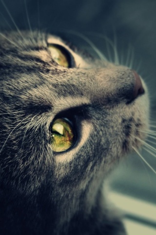 Кот с желтыми глазами обои