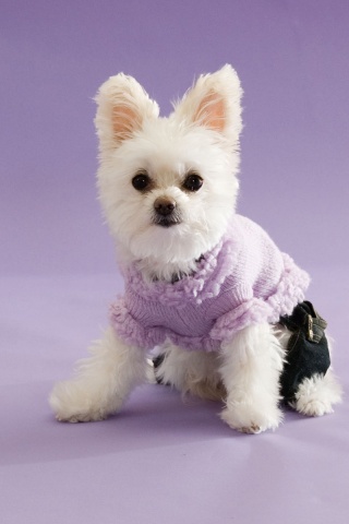 Собачка в свитере обои