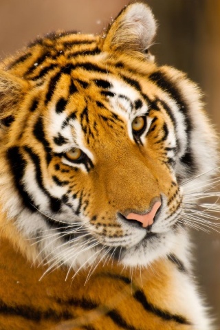 Тигр оборачивается обои