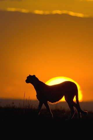 Гепард на закате обои